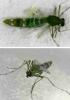 Chironomus sp.